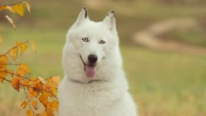 Preview wallpaper husky, dog, forest, tree, branch, autumn