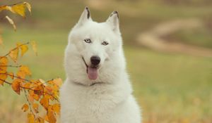 Preview wallpaper husky, dog, forest, tree, branch, autumn