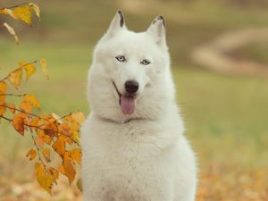 Preview wallpaper husky, dog, forest, tree, branch, autumn