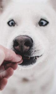 Preview wallpaper husky, dog, funny, hand