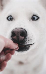 Preview wallpaper husky, dog, funny, hand