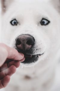 Preview wallpaper husky, dog, funny, hand