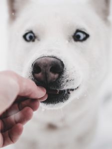 Preview wallpaper husky, dog, funny, hand