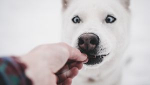 Preview wallpaper husky, dog, funny, hand