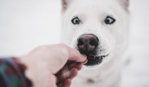 Preview wallpaper husky, dog, funny, hand