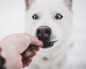 Preview wallpaper husky, dog, funny, hand