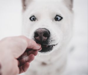 Preview wallpaper husky, dog, funny, hand