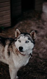 Preview wallpaper husky, dog, glance, pet