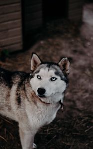 Preview wallpaper husky, dog, glance, pet