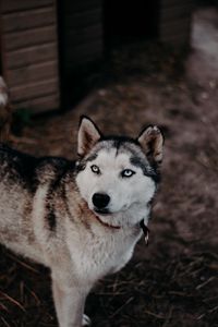 Preview wallpaper husky, dog, glance, pet