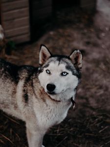 Preview wallpaper husky, dog, glance, pet