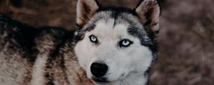 Preview wallpaper husky, dog, glance, pet