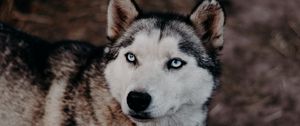 Preview wallpaper husky, dog, glance, pet