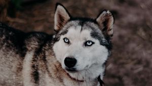 Preview wallpaper husky, dog, glance, pet
