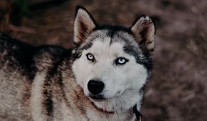 Preview wallpaper husky, dog, glance, pet