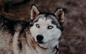 Preview wallpaper husky, dog, glance, pet