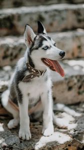 Preview wallpaper husky, dog, glance, pet, protruding tongue
