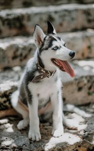 Preview wallpaper husky, dog, glance, pet, protruding tongue