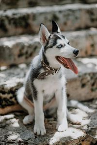 Preview wallpaper husky, dog, glance, pet, protruding tongue