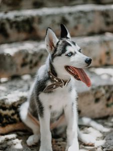 Preview wallpaper husky, dog, glance, pet, protruding tongue