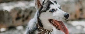 Preview wallpaper husky, dog, glance, pet, protruding tongue