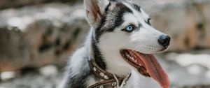 Preview wallpaper husky, dog, glance, pet, protruding tongue