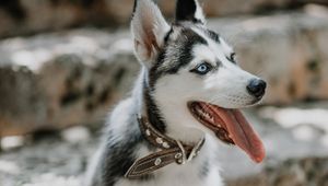 Preview wallpaper husky, dog, glance, pet, protruding tongue
