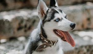 Preview wallpaper husky, dog, glance, pet, protruding tongue