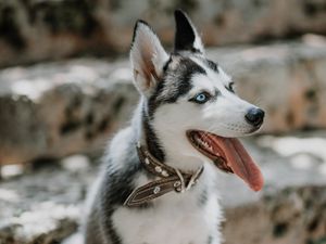 Preview wallpaper husky, dog, glance, pet, protruding tongue