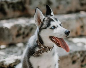 Preview wallpaper husky, dog, glance, pet, protruding tongue