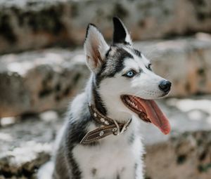 Preview wallpaper husky, dog, glance, pet, protruding tongue