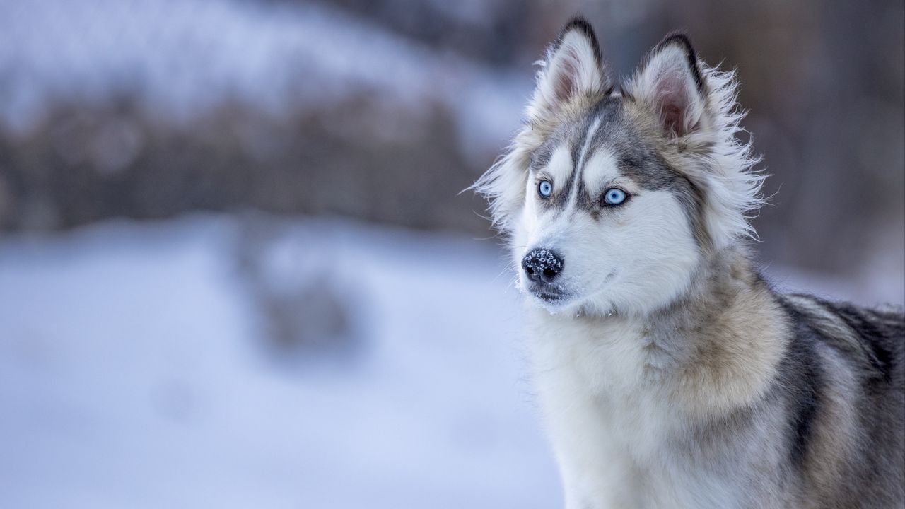 Wallpaper husky, dog, glance, snow, winter