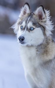 Preview wallpaper husky, dog, glance, snow, winter