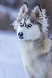 Preview wallpaper husky, dog, glance, snow, winter