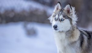Preview wallpaper husky, dog, glance, snow, winter