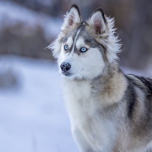Preview wallpaper husky, dog, glance, snow, winter