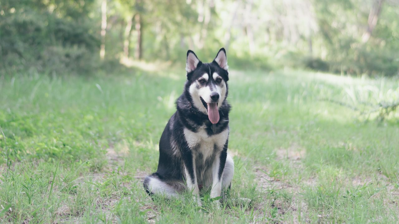 Wallpaper husky, dog, grass, sits