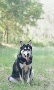 Preview wallpaper husky, dog, grass, sits