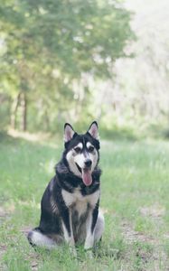 Preview wallpaper husky, dog, grass, sits