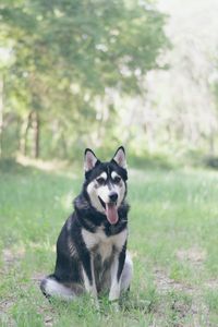 Preview wallpaper husky, dog, grass, sits