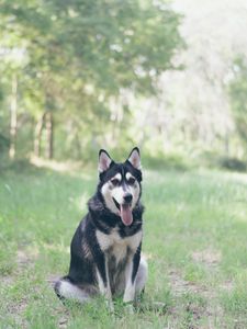 Preview wallpaper husky, dog, grass, sits