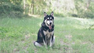 Preview wallpaper husky, dog, grass, sits