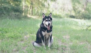 Preview wallpaper husky, dog, grass, sits