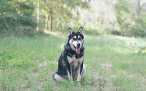 Preview wallpaper husky, dog, grass, sits