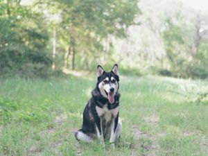 Preview wallpaper husky, dog, grass, sits