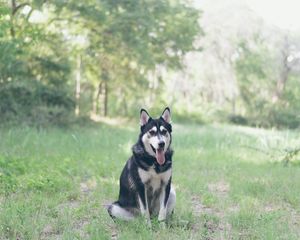 Preview wallpaper husky, dog, grass, sits