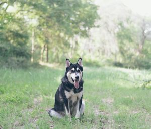 Preview wallpaper husky, dog, grass, sits