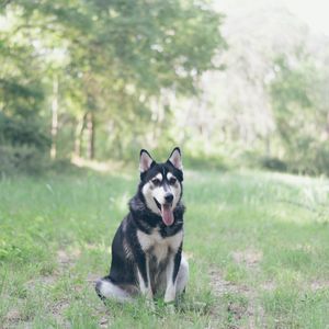 Preview wallpaper husky, dog, grass, sits