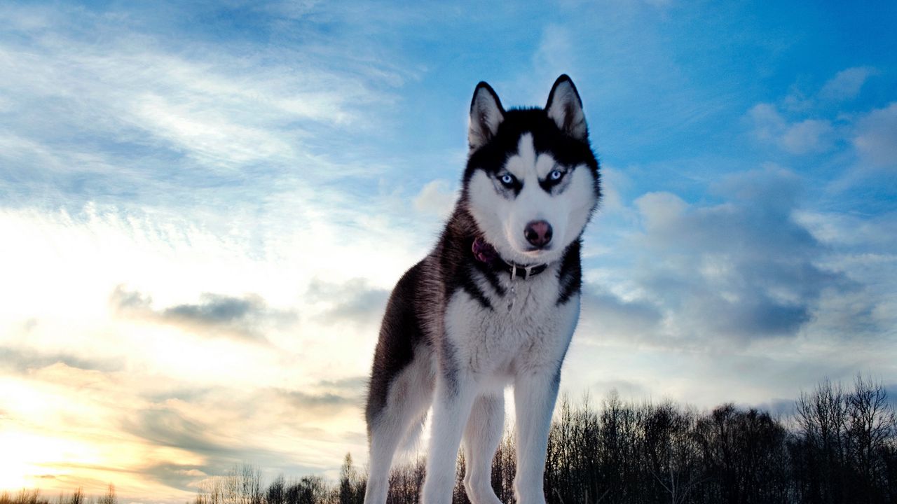 Wallpaper husky, dog, hill, snow