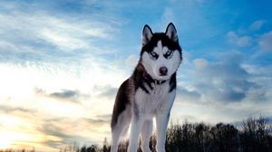 Preview wallpaper husky, dog, hill, snow